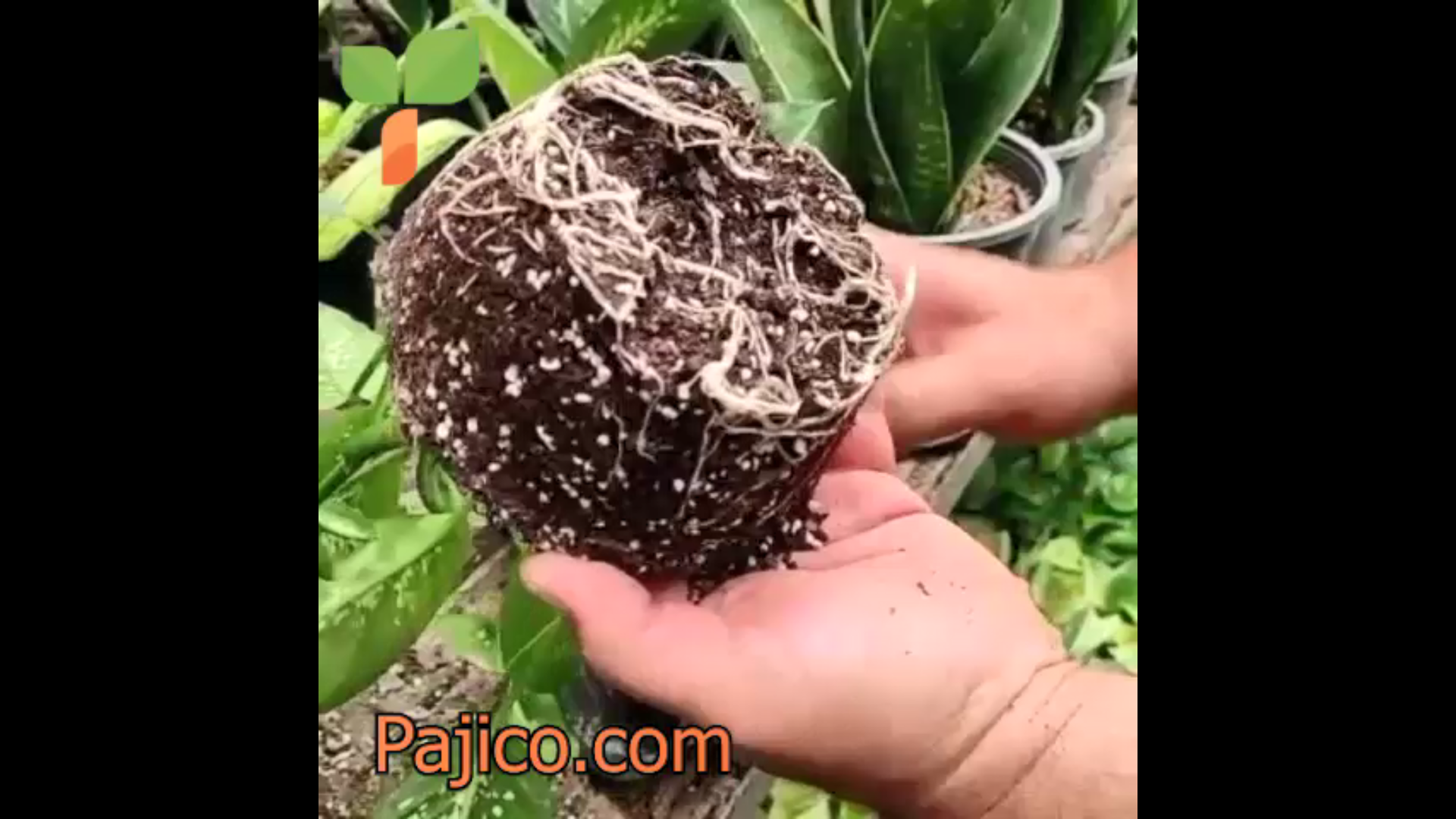 ریشه دهی دیفن باخیا در فایبرپیت پاجی