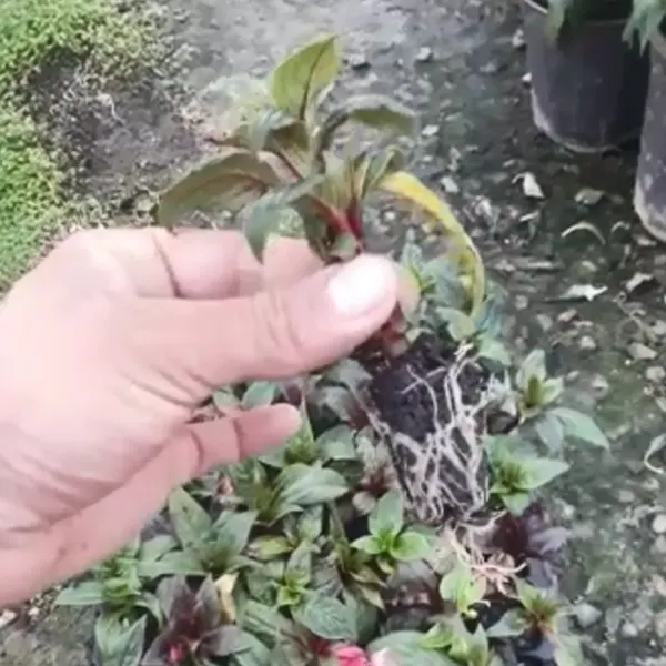 قلم گل حنا